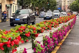 上海街头交通隔离花坛随“季”应变，美出新高度图片
