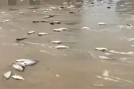 广东阳江一沙滩上密密麻麻全是鱼！官方紧急提醒：别捡，别吃图片