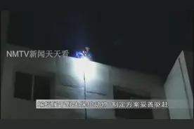 密密麻麻！包头一小区楼里“住”了上千只蝙蝠，一到晚上成群飞出……图片