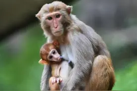 重庆渝北：生态环境改善 野生猕猴聚集「组图」图片