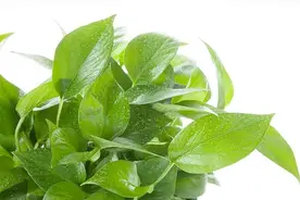 养花大全45集，收藏起来，什么花都能养好图片