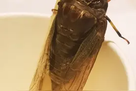 快上车！杭州绿化部门喊你一起捉它们图片