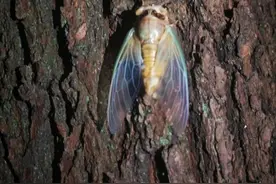 高温天这种虫害高发，号称植物的天敌！你能来帮忙除害吗？图片
