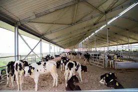 从牧场到餐桌 蒙牛如何打造“一杯好奶”？图片