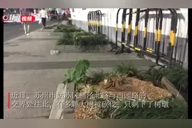曝光台｜无行政审批随意砍伐？苏州桐泾北路多棵“成材大树”只剩树墩图片