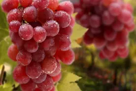 这些昂贵的“高奢”葡萄，你吃过哪一种？图片