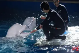 游向深蓝！“上海籍”白鲸姐妹正式定居冰岛海湾图片
