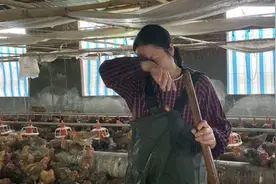 暴雨下，四川什邡一养殖户8200余只鸡被淹死 相关部门准备无害化处理图片