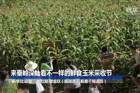 来秦岭深处看不一样的鲜食玉米采收节视频封面