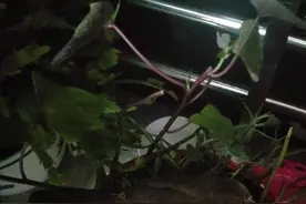 家里来了只珠颈斑鸠 窗台花盆里筑巢下蛋图片