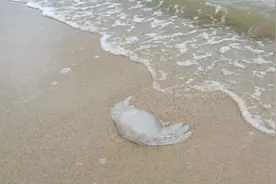 情侣路沙滩又现这种生物！千万别碰，死的也能伤人图片