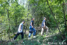 千万“虫兵”护卫神农架松林图片