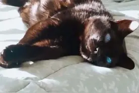 哥伦比亚黑猫双目失明 却因美丽蓝眼珠收割万千粉丝图片