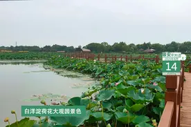 雄安早知道（2020年8月14）图片