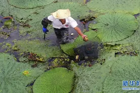 航拍：芡实熟了图片