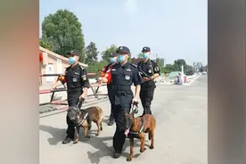 流浪犬跑警队“找工作”，新名字背后还有个故事…图片