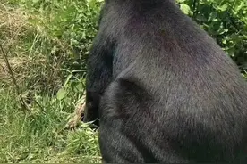 云南丽江一老人上山捡菌碰到黑熊，双双吓懵滚落山坡……图片