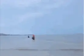 那两匹下海救人后牺牲的马儿，被封勇为功勋马图片