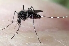 新加坡登革热病例再达新高 政府呼吁做好防蚊措施图片