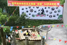 生日快乐！世界现存最年长大熊猫迎来38岁生日图片