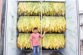 老厂镇新式烤房 正式“上岗”图片