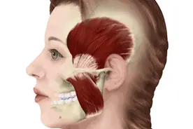 老嚼口香糖让脸变大，还伤胃图片