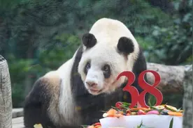 最长寿大熊猫“新星”庆祝38岁生日：相当人类年龄110岁