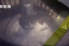 黄鼠狼爬进洗衣机被转晕怎么回事？原因曝光竟是这样图片