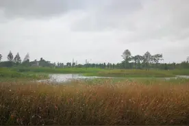 雨中踏访抚仙湖 别样宁静生态美图片