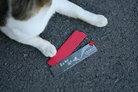 好特别！上科大寄递本科录取通知书时，赠送每位新生一把直尺、一套手绘图案的明信片图片