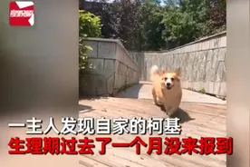 柯基犬意外怀孕找不着孩子他爸，生下来5只小狗竟然5个品种？图片