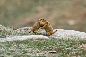 新疆阿尔金山的土拨鼠们图片