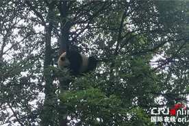 带你一起去看“海归”大熊猫的快乐天地图片