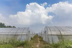 郏县“养蝎大王”破解人工养殖难题 蝎子养殖的困与机图片