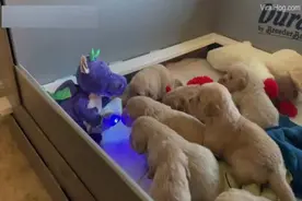 美国一主人分享可爱视频 十只金毛围着玩具听故事图片