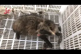 村民地里干农活，意外发现它，酷似小浣熊！竟是国家三级保护动物图片