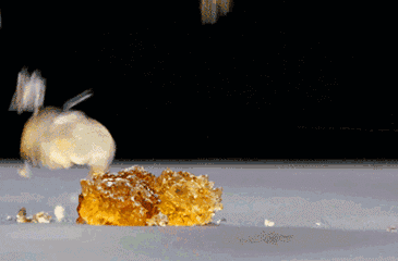 花胶 皂角米 2026年花胶皂角米雪燕的效果