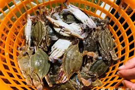 疯狂！浙江人爱吃的这道美味，半月不到涨了5倍！吃货直呼“吃不起”图片