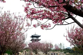 成都市青白江区文体旅游局局长罗春容：力争五年建成全省唯一的“国际商贸+休闲旅游”型天府旅游名县图片