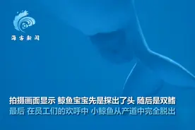 白鲸产子瞬间画面曝光，小鲸鱼像蠕虫一样从产道里滑出来，网友：好可爱图片