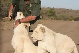 悲剧！南非一男子被亲手养大的狮子咬死，家人：不是狮子的错图片