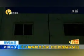包头这栋楼上千只蝙蝠安家，社区工作人员决定：投樟脑球图片