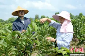 大学生返乡种“网红芭乐”：农村越来越有希望图片