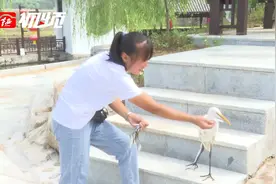善良女孩助受伤白鹭重返大自然图片