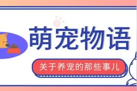 喵生太幸福了！冻干、慕斯、芝士球……这些猫咪零食把我看馋了图片