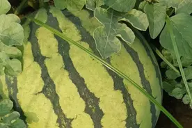 1吨半西瓜不到120元 河南瓜农：种植技术跟不上迟早被淘汰图片