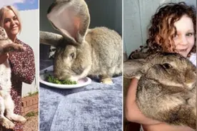 国外一宠物兔体重25公斤 或破吉尼斯世界纪录图片