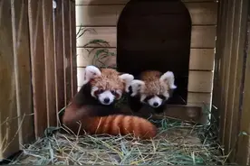 武汉动物园首次成功繁育小熊猫宝宝 双胞胎取名：欢喜坨、糯米鸡图片