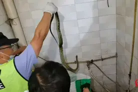 居民上厕所发现背后竟有条大蛇！民警与蛇“大战”数分钟将其捕获放生图片