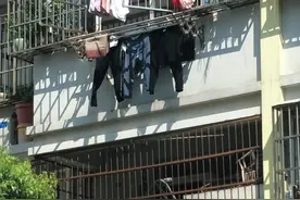 合肥一独居拾荒老人去世留下满屋废品垃圾 老鼠、臭虫出没，邻居苦不堪言图片